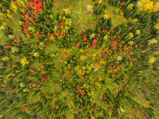 A direct aerial view captures the vibrant and diverse colors of an autumn forest canopy, with...