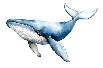 Whale watercolor vector illustration, underwater ocean animal art isolated on white background
