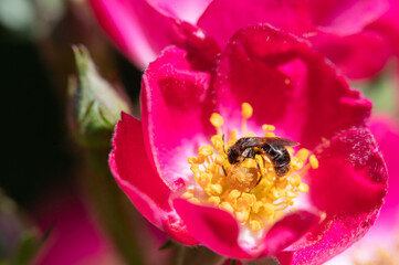 Biene sammelt Nektar auf Rosenblüte