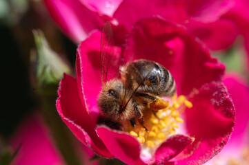Biene sammelt Nektar auf Rosenblüte