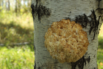 Lion's Mane (Latin Hericium erinaceus) grows on the trunk of a birch tree © Natalia