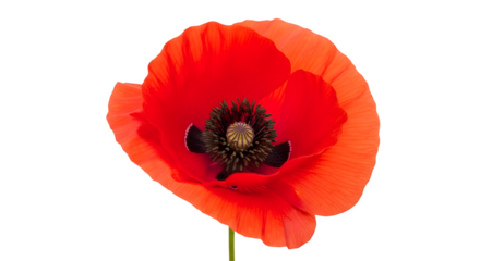 Red Poppy Flower Close-Up isolated on transparent background