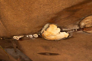 Fungi thrive on damp wood, showcasing their growth patterns. This close-up reveals textures and...