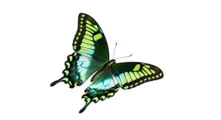 Emerald Swallowtail Butterfly isolated on transparent background