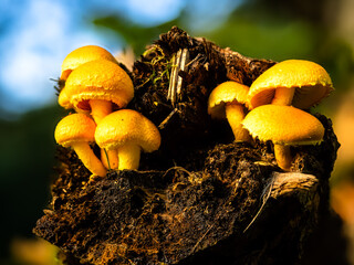 Mushrooms on tree stump in forest, vibrant yellow mushroom group close-up in daylight