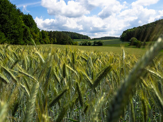 Wheat field in summer under sunny weather