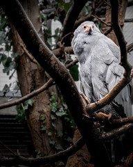 Gymnogene (Polyboroides typus) perched in a tree.