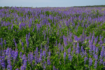 Galega officinalis in bloom. Beautiful violet flower field, nature landscape