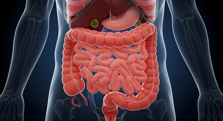 Human, Anatomy, Digestive system, Human Digestive System Anatomy - Large Intestine and Small Intestine