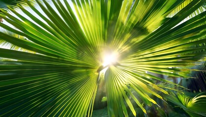 Obraz premium photo of sun rays passing through the lush green palm tree leaves beach summer concept background
