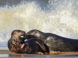 Waves Breaking Over Grey Seals