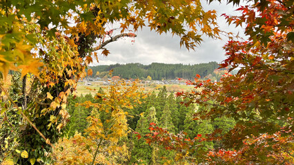 Fototapeta premium Vibrant autumn leaves