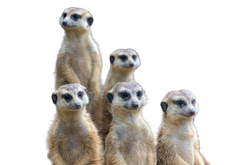 Fototapeta premium Group of meerkats isolated on a white background. Suricata suricatta