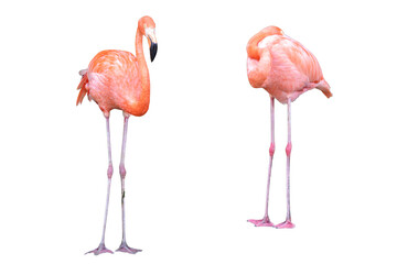 Pink flamingo isolated on white background, . Front view.