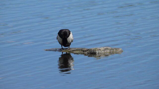 Male Tufted Duck Preening