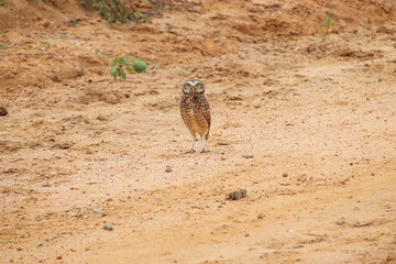 Owl, Owl on the road, brown owl