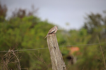 Picui Dove