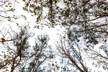top view of tree branches on white background, forest in Thailand.