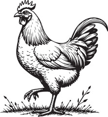 Rooster Illustration: A classic monochrome illustration of a proud rooster strutting confidently, his detailed features, sharp comb and spirited posture.