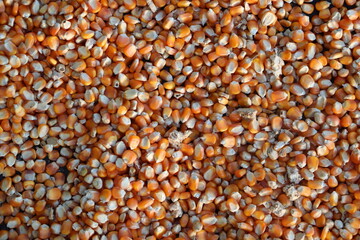 Corn prices rise in the market