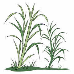 Fototapeta premium Two Sugarcane Plants Green Leaves Stalks Isolated White Background Simple Line Art Illustration vector