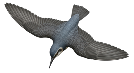 Isolated Nuthatch Bird Flying