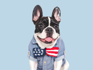 Cute puppy and bow tie with American Flag pattern. Dog smile. Closeup, indoors. Studio shot. Congratulations for family, loved ones, relatives, friends, colleagues. Beauty and fashion concept. Pets ca