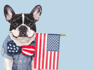 Cute puppy and bow tie with American Flag pattern. Closeup, indoors. Studio shot. Congratulations...