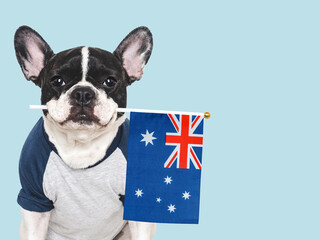 Charming puppy and Australian Flag. Travel preparation and planning. Close-up, indoors. Studio shot, isolated background. Vacation, travel and tourism concept. Pet care