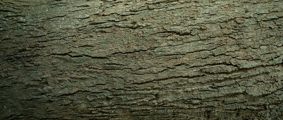 Old tree bark. Natural patterns and rough texture. Sustainability and carbon neutrality. Natural...