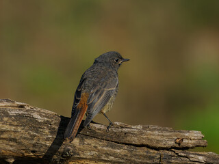 Buntspecht mit Jungvogel