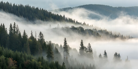 Fog Covered Forest Ridge Disappearing into White