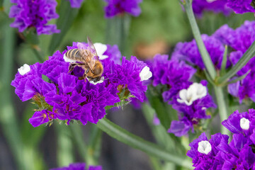 Bij op de prachtige paars met witte bloemen van Statice of Limonium sinuatum of Wavyleaf zeelavendel.