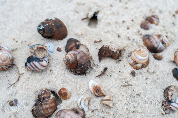 Empty Snail Shells on Sand