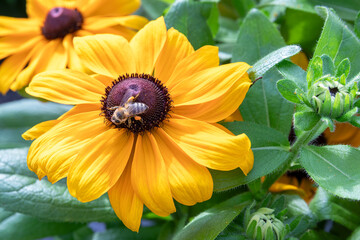 Bij op gele bloem met stuifmeel op de poten zoekt naar nectar en pollen op de bloemen