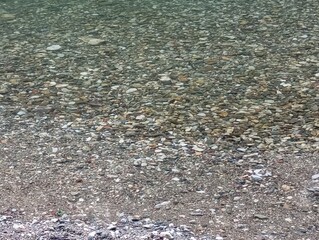 Snake in the river