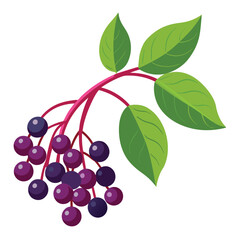 Stylized Elderberry Branch Deep Purple Berries and Green Leaves on a Pink Stem