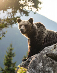 Obraz premium Wild Brown Bear on mountain. Animal in natural habitat. Wildlife scene. 