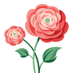 Stylized Pink Ranunculus Flowers Illustration with Green Leaves on White Background, Design