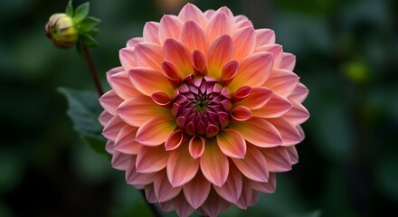 Dahlia, Flower, Bloom, Pink and Orange Dahlia Flower Close-up