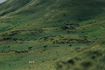 Landscape photography of the wild nature of the Bzerpensky cornice, Sochi Krasnaya Polyana