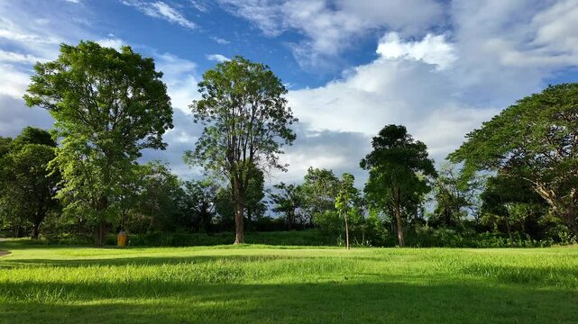 Green trees stand under a vibrant blue sky with scattered clouds on a peaceful grassy landscape