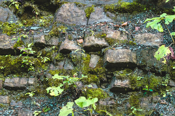 Natural stone wall covered with moss and small plants in a forest setting
