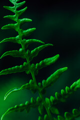 Close-up view of green fern against dark background in a forest setting
