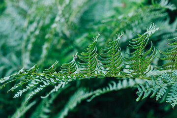 Lush green ferns thriving under natural light in a serene outdoor environment