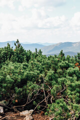 Lush green pine trees overlook distant Carpathians mountain ranges under a cloudy sky