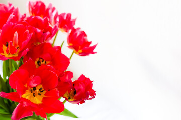 Bright red tulips arranged beautifully in a vase for spring decoration at home
