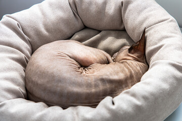 Sphynx cat curled up snugly in a cozy pet bed during a peaceful afternoon indoors
