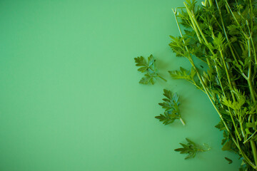Green parsley with bright texture on a plain background