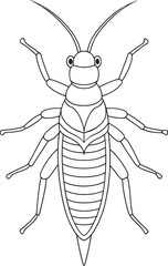 Stonefly insect drawing for fun kids activity